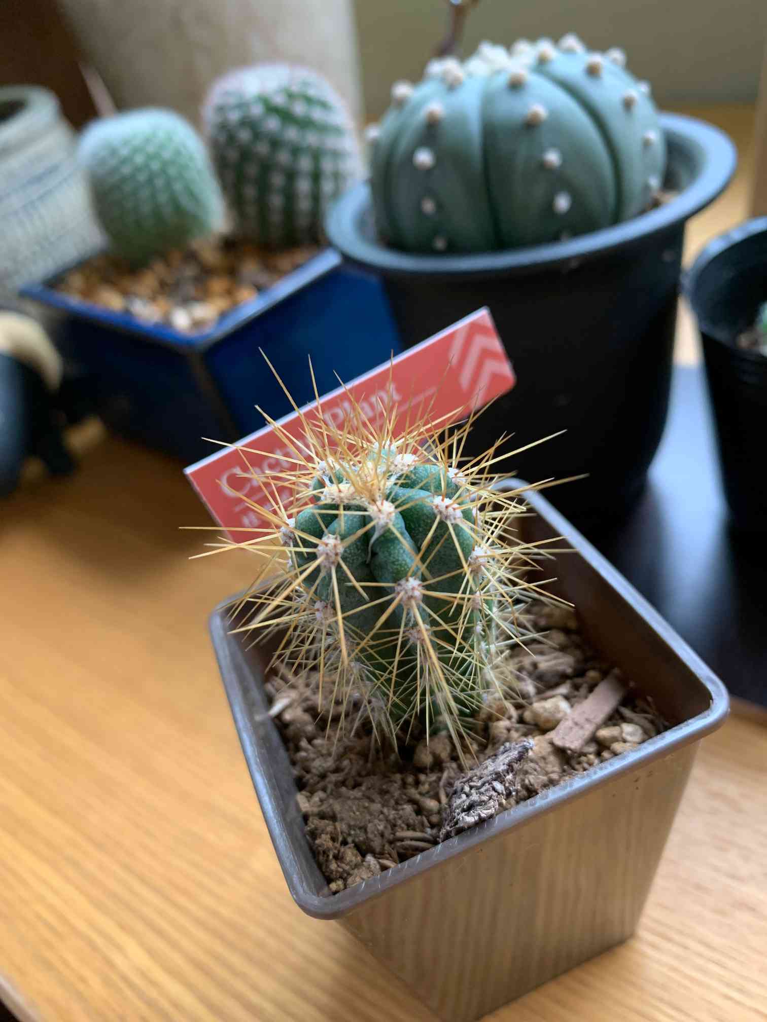 柱サボテン｜🍀GreenSnap（グリーンスナップ）