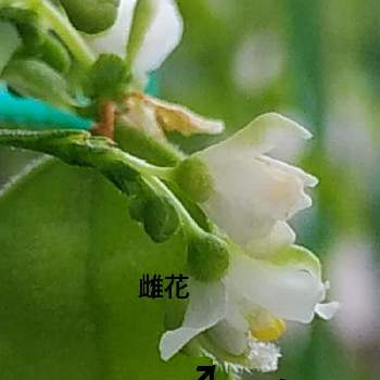 極小の白い花の投稿画像一覧 Greensnap グリーンスナップ