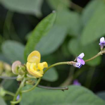 ダイズ属の投稿画像一覧 Greensnap グリーンスナップ