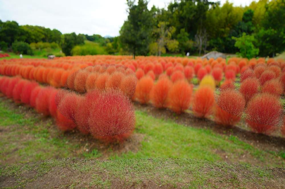 こきあの投稿画像 By Sumidaxさん 奈良県 馬見丘陵公園と花シリーズ 月9月26日 Greensnap グリーンスナップ