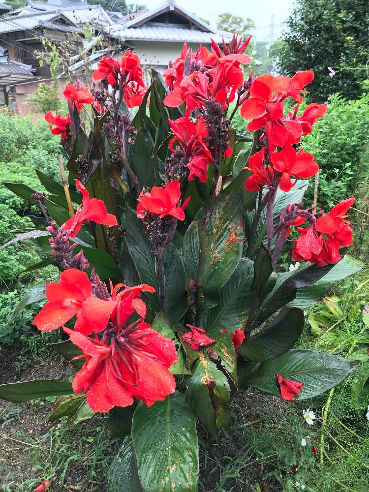 カンナの投稿画像 By Keigosさん 赤い花と近所とカンナ科と山野草と畑と赤い花と近所とカンナ科と山野草 月9月26日 Greensnap グリーンスナップ Greensnap グリーンスナップ