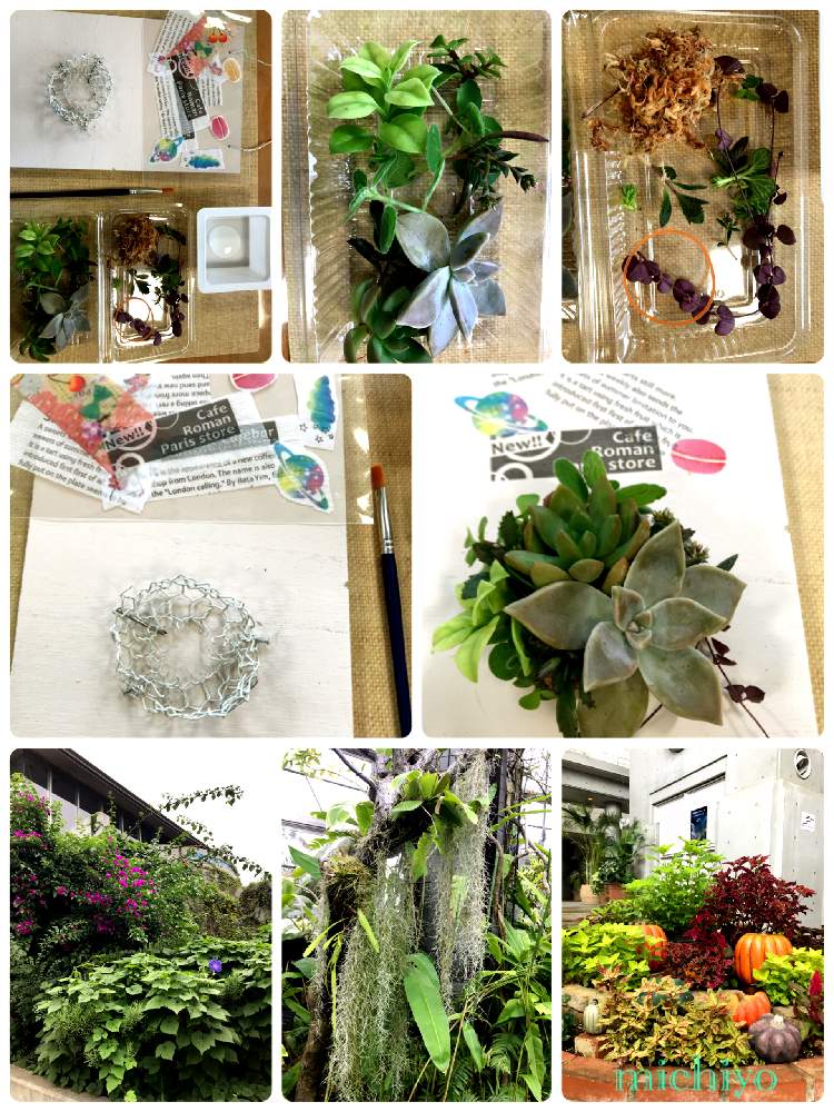 多肉植物の投稿画像 By Michiyoさん 植物のある暮らしと多肉イベントと多肉タブロー と多肉寄植え と多肉大好き 月9月26日 Greensnap グリーンスナップ 多肉植物の投稿画像 By Michiyoさん 植物のある暮らしと多肉イベントと多肉タブロー と多肉寄植え と多肉大好き 月9月26日 Greensnap グリーンスナップ