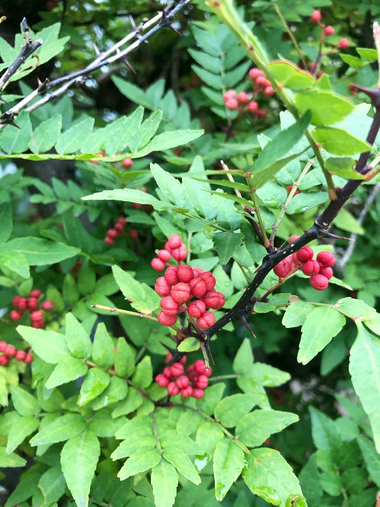 山椒の投稿画像 By まなさん 赤い実と実のなる木と札幌と秋ですね 月9月26日 Greensnap グリーンスナップ