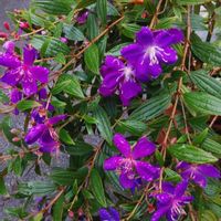 ノボタンの画像