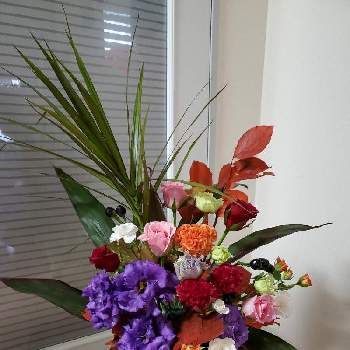 トルコききょう セレブブルー の投稿画像一覧 Greensnap グリーンスナップ