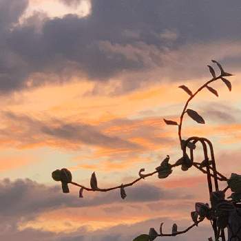 心のアルバムの画像 by キラライ　ブツ子さん | collaboキラと空を……☆★☆と三丁目の夕陽と心のアルバム