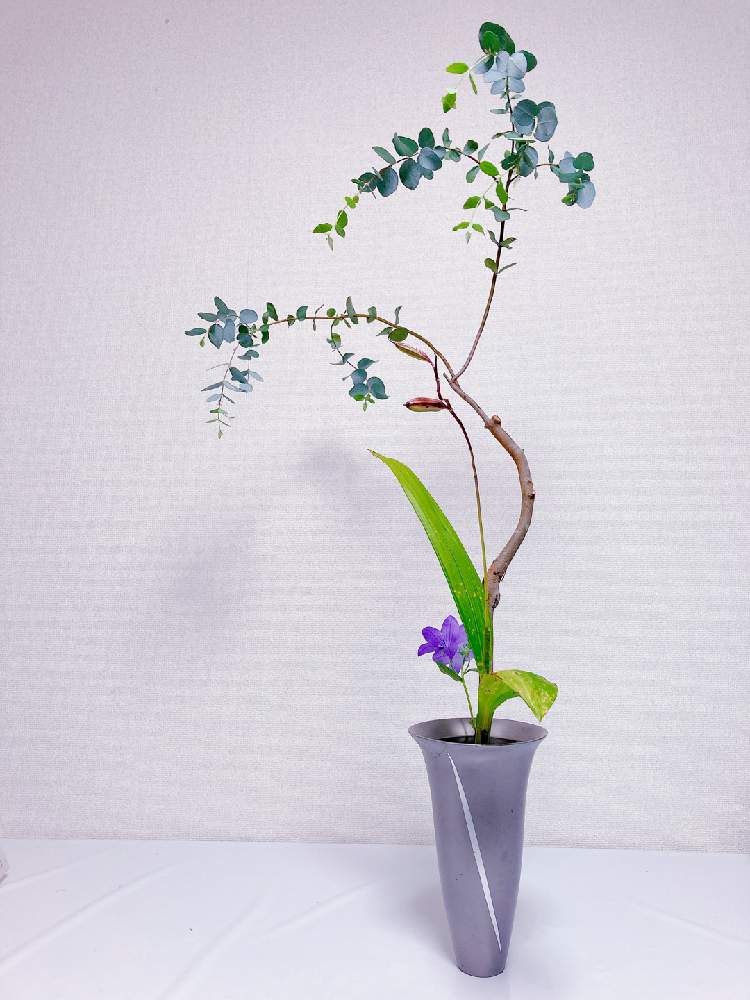キキョウの投稿画像 By 咲月さん シランとユーカリとお出かけ先と新風体と池坊と生花 しょうか と生花新風体と新風体と池坊と生花 しょうか と生花新風体 月9月26日 Greensnap グリーンスナップ Greensnap グリーンスナップ