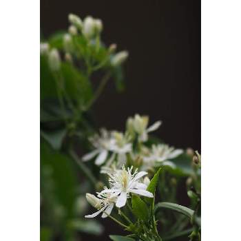 ９月の花の画像 by 我楽多さん | 小さな庭とセンニンソウと９月の花とOLY ED 75mm F1.8とOM-D E-M1Ⅱ