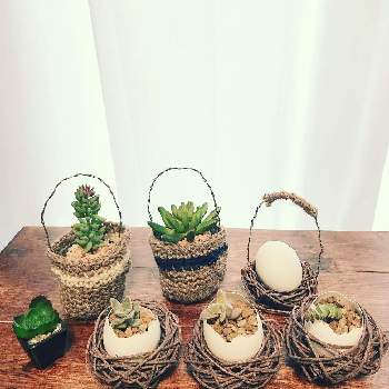 ミニ麻紐鉢の投稿画像一覧 Greensnap グリーンスナップ