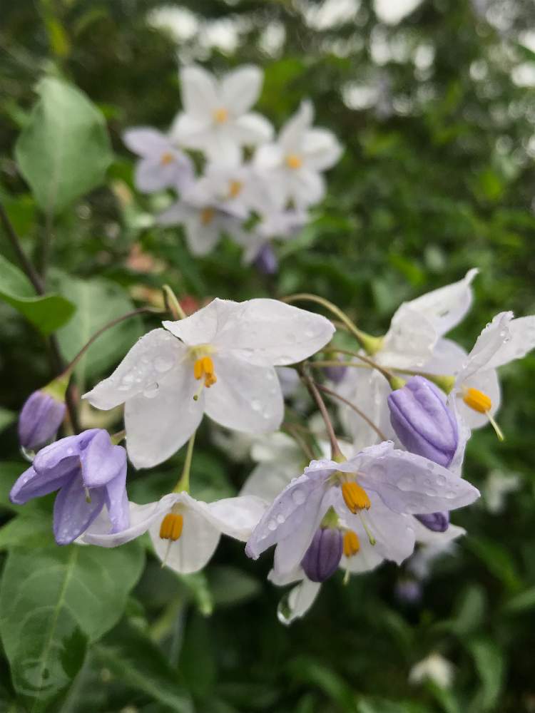 0以上 ナス科 花 特徴 乾いた壁