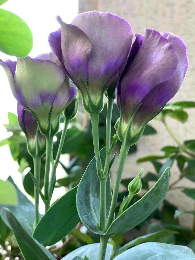 トルコキキョウの投稿画像 By ビーさん チーム愛知 月9月26日 Greensnap グリーンスナップ