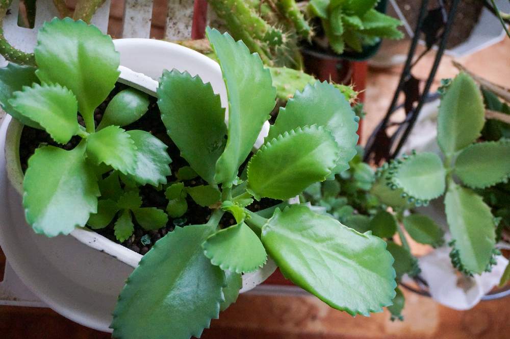 子宝弁慶草の投稿画像 By Reiさん 多肉植物と1 000万枚突破と多肉鉢植え苗ケース希望 月9月27日 Greensnap グリーンスナップ