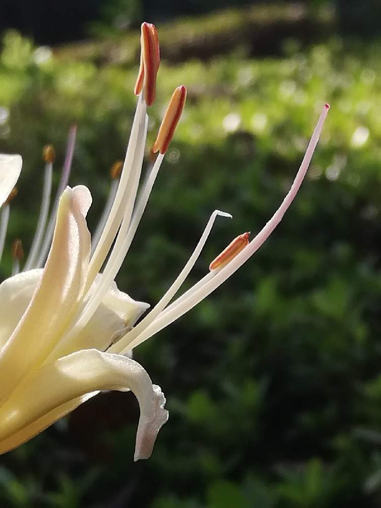 ヒガンバナの投稿画像 By Shigeさん シロバナマンジュシャゲ 月9月27日 Greensnap グリーンスナップ Greensnap グリーンスナップ