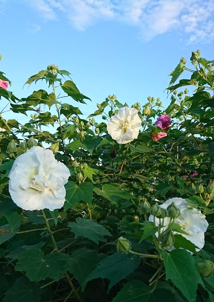 酔芙蓉の投稿画像 By Hi Yuさん おうち園芸 と花は癒し ๑ ᴗ となにげない風景と風景作りと自身の花 と癒される空間 V 月9月27日 Greensnap グリーンスナップ