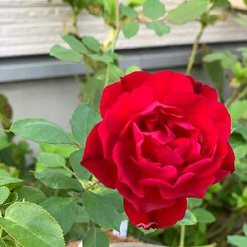 バラ＊フランシス・デュブリュイの画像 by さくらンボーさん | 小さな庭と薔薇とフランシス・デュブリュイと薔薇♪と花のある暮らしとバラ＊フランシス・デュブリュイ