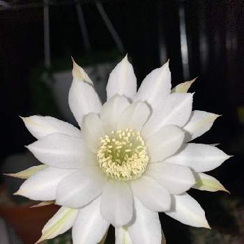 white･flowerの画像 by Succulent Eyeさん | sabotenとwhite･flowerとﾊｲｯ！beautiful✨とcactii