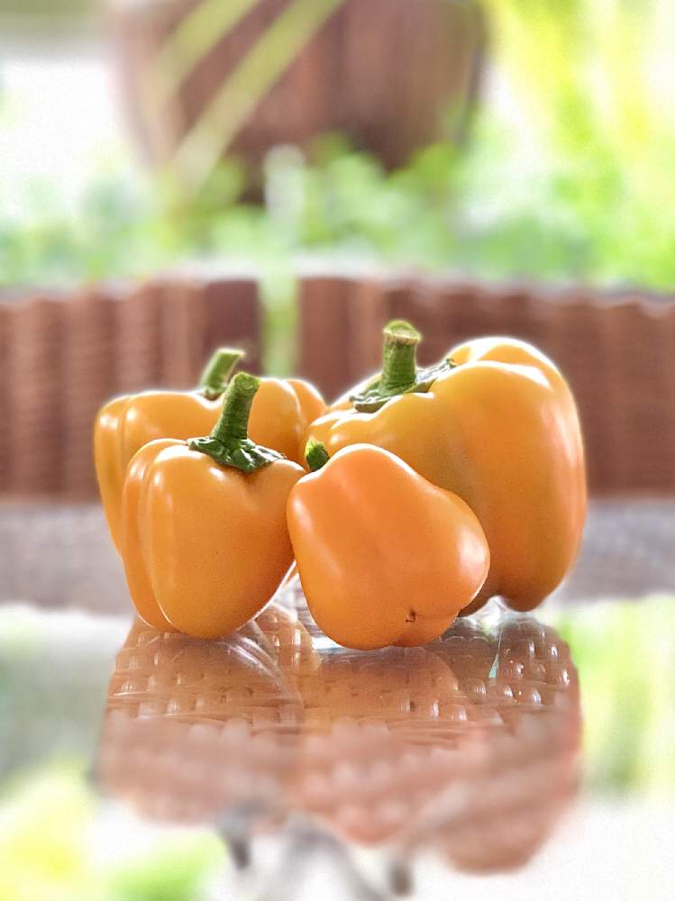 パプリカの投稿画像 By Ruddyさん プランター菜園とおうちde菜園と花台とおうち園芸と家庭菜園奮闘日記 月9月27日 Greensnap グリーンスナップ