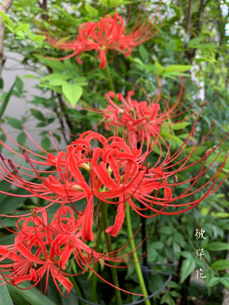 彼岸花 の投稿画像 By 美野美谷さん 和の庭と庭景色と曼珠沙華と和風の庭と赤い彼岸花と広い庭と彼岸花 と和の庭と庭景色と曼珠沙華と和風の庭と赤い 彼岸花 月9月27日 Greensnap グリーンスナップ Greensnap グリーンスナップ 彼岸花 の投稿画像 By 美野美谷さん 和の庭と庭景色と曼珠沙華と和風の庭と赤い彼岸花と広い庭と彼岸花 と和の庭と庭景色と曼珠沙華と和風の庭と赤い 彼岸花 月9月27日 Greensnap グリーンスナップ Greensnap グリーンスナップ