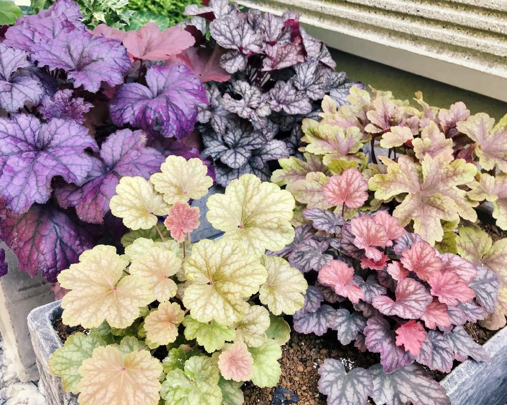 ヒューケラの投稿画像 By Hiroさん ヒューケレラとカラーリーフ 月9月27日 Greensnap グリーンスナップ