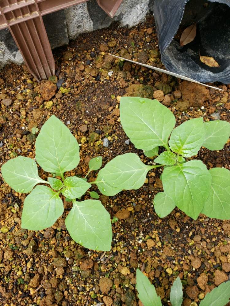 きむきむさんの投稿画像 月9月27日 Greensnap グリーンスナップ