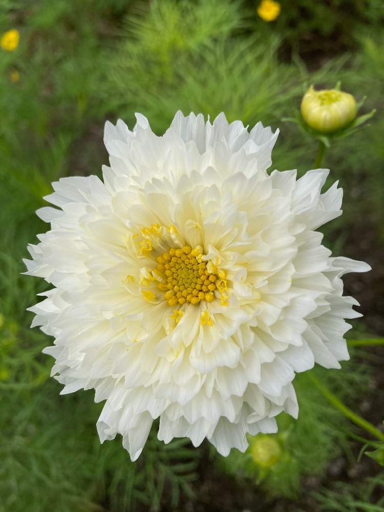 ダブルクリック 八重咲き コスモス Fodexpo Com Co