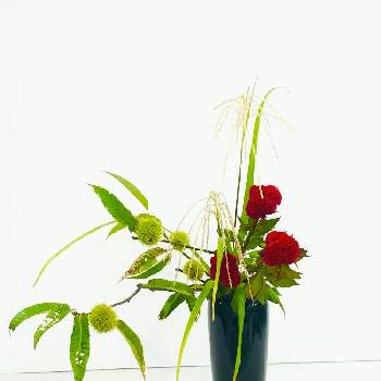 瓶花の画像 by mkkさん | 部屋とススキ・尾花とクリとケイトウ（鶏頭）と小原流とお稽古と傾斜型と瓶花といけばなと花のある暮らし