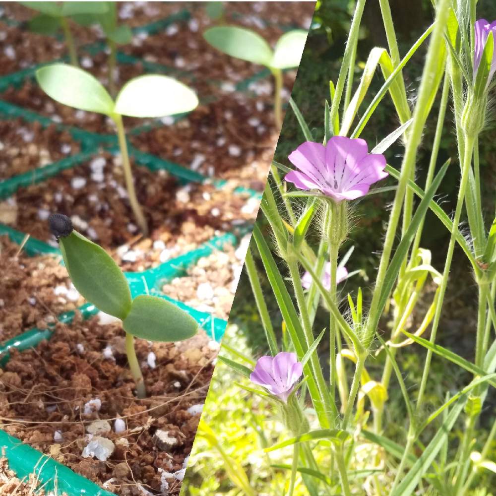アグロステンマの投稿画像 By ゆみさん 広い庭とたねからの幸せとおうち園芸と芽が出たと花のある暮らしと種蒔きとピンク ピンクとたねからの幸せとおうち園芸と芽が出たと花のある暮らしと種蒔きとピンク ピンク 月9月27日 Greensnap グリーンスナップ