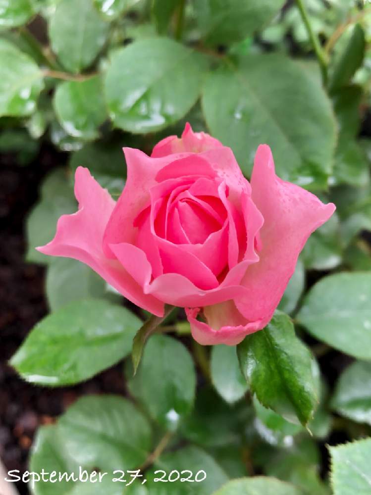 バラ ヒーリングの投稿画像 By Yuu ﾟさん ばら バラ 薔薇とおうち園芸とガーデニングとバラ ミニバラとバラを楽しむ 月9月27日 Greensnap グリーンスナップ