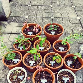 フェイジョア の投稿画像一覧 Greensnap グリーンスナップ