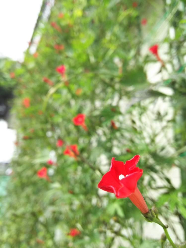 ハゴロモルコウソウの投稿画像 By はなままさん るこうあさがおとグリーンカーテン 月9月27日 Greensnap グリーンスナップ