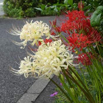 シロバナマンジュシャゲの花の投稿画像一覧 Greensnap グリーンスナップ