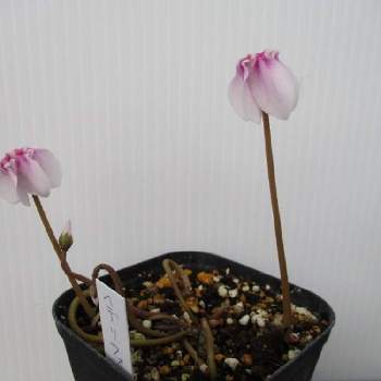 花工房たんぽぽのアルバム Greensnap グリーンスナップ