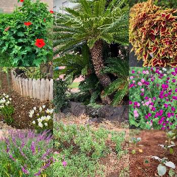 海の見える病室の投稿画像一覧 Greensnap グリーンスナップ