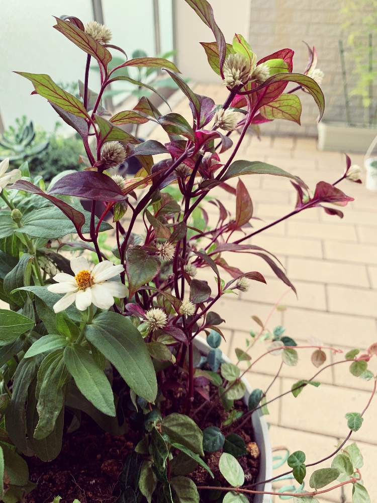 ジニアの投稿画像 By Norikoさん ハツユキカズラとアルテルナンテラと百日草とアカバセンニチコウ 赤葉千日紅 とバルコニーガーデニングと幸せとグリーンのある暮らしと寄せ植えと癒しと秋の寄せ植え ときれいな色とバルコニーガーデンよりと花のある暮らしと秋の色