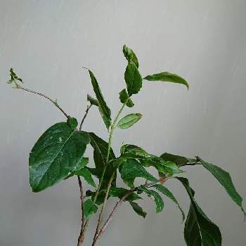 蝋梅発芽の投稿画像一覧 Greensnap グリーンスナップ 蝋梅発芽の投稿画像一覧 Greensnap グリーンスナップ