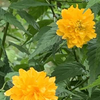 金運の投稿画像一覧 Greensnap グリーンスナップ