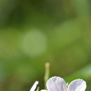 フウロソウ属の画像 by masa natureさん | ゲンノショウコの花と野草とフウロソウ属と山野草とフウロソウ科と自生