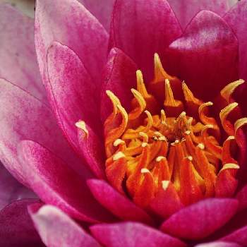 抽水植物の投稿画像一覧 Greensnap グリーンスナップ