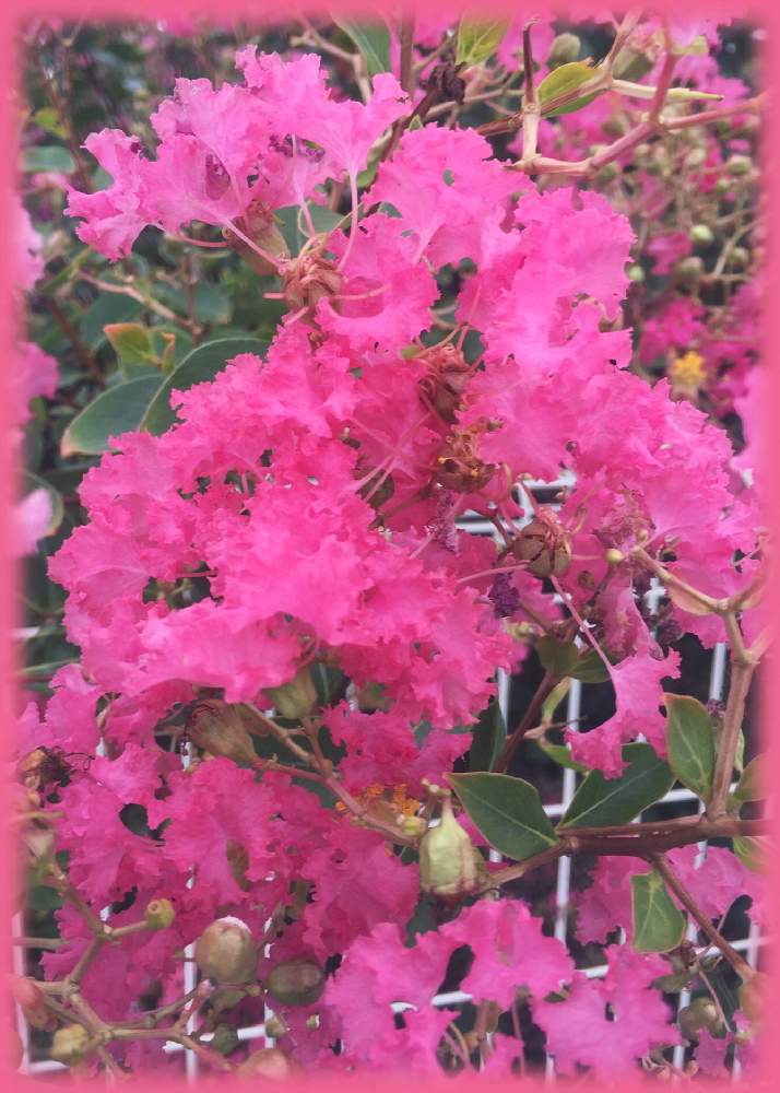 木に咲く花の投稿画像 By サッチンさん 9月の花とピンク色の花とさんぽ道とサルスベリの花と木に咲く花と9月の花とピンク色の花とさんぽ道とサルスベリの花 月9月27日 Greensnap グリーンスナップ Greensnap グリーンスナップ