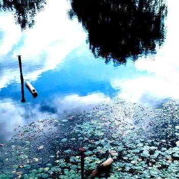 ごんぱち池の風景の画像 by m＆oさん | お出かけ先と水辺の風景と都立水元公園とごんぱち池の風景と買い物途中で