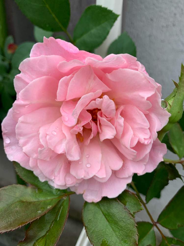 バラ鉢植えの投稿画像 By ウエストぴかぴかさん バラ初心者とバラ ダフネとバラの新苗 月9月27日 Greensnap グリーンスナップ