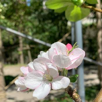 リンゴの花の投稿画像一覧 Greensnap グリーンスナップ