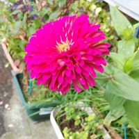 ジニア（百日草）の画像