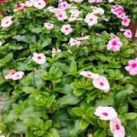 ニチニチソウの画像