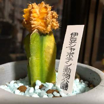 緋牡丹 三角柱接ぎの投稿画像一覧 Greensnap グリーンスナップ