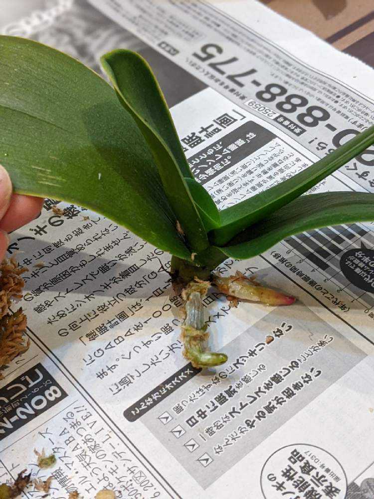 胡蝶蘭の植え替え Greensnap グリーンスナップ