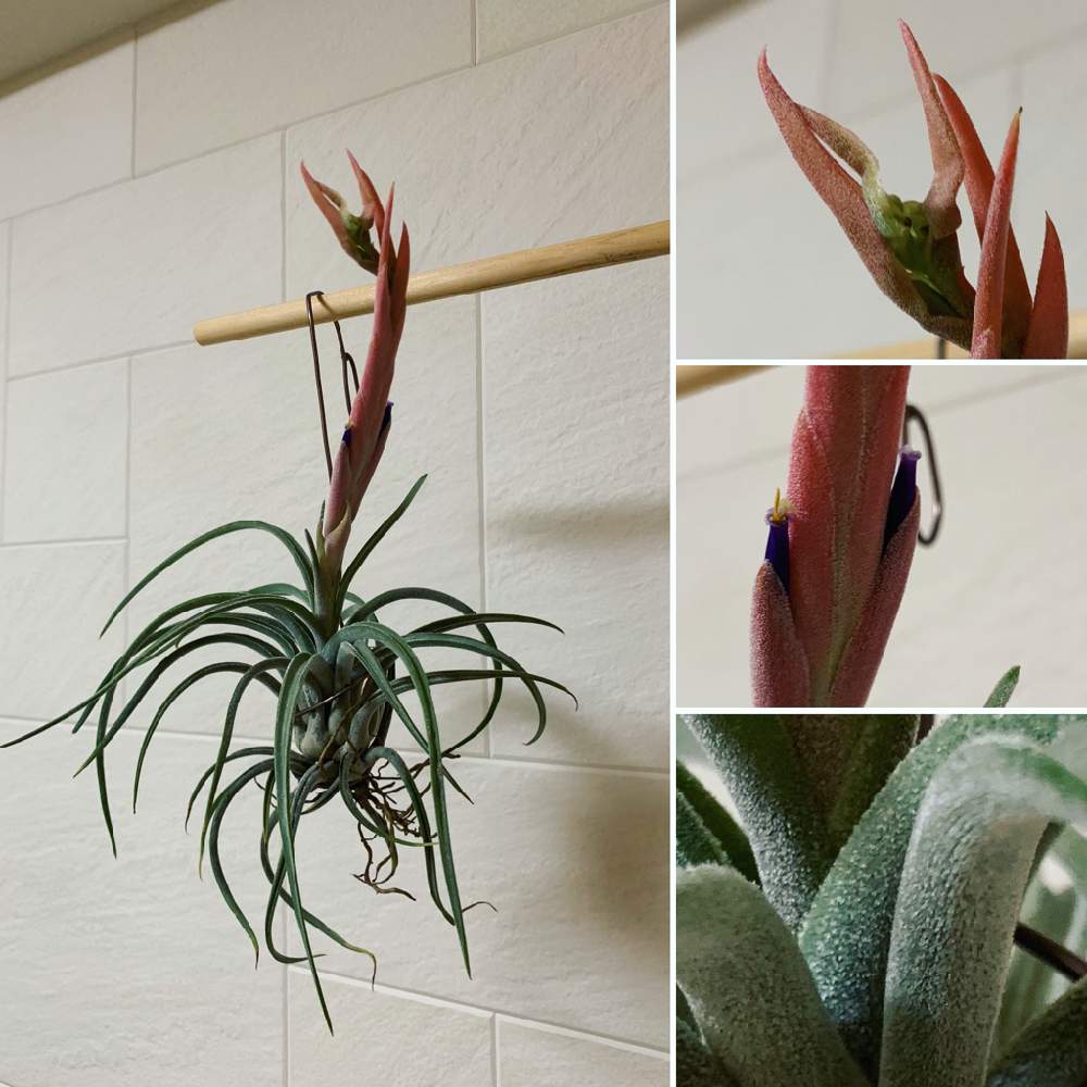 エアプランツの投稿画像 By よういちさん チランジア属とエアープランツ チランジアとエアプランツとチランジア属とエアープランツ チランジア 月9月27日 Greensnap グリーンスナップ Greensnap グリーンスナップ