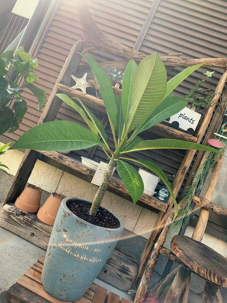 プルメリアの投稿画像 By あちゃみさん 月9月27日 Greensnap グリーンスナップ