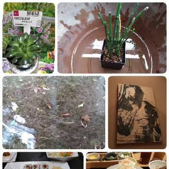 ミナミヌマエビの投稿画像一覧 Greensnap グリーンスナップ