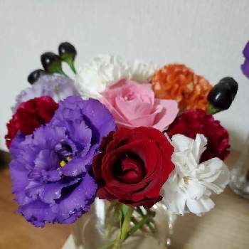 トルコききょう セレブブルー の投稿画像一覧 Greensnap グリーンスナップ